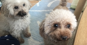 pet 犬 | 福岡市博多区にあるエステサロンessence